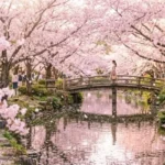 cherry blossom captions for instagram